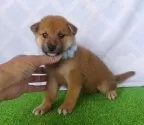 柴犬(標準サイズ)【静岡県・男の子・2025年7月6日・赤】の写真6