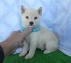豆柴【静岡県・男の子・2024年11月5日・白】の写真4