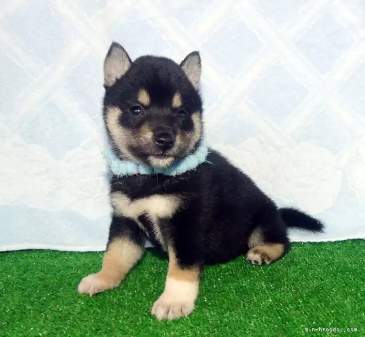黒柴あおい様 最近の黒柴あおいの姿～柴犬ひなあおそら | 柴犬3兄弟ひなあお