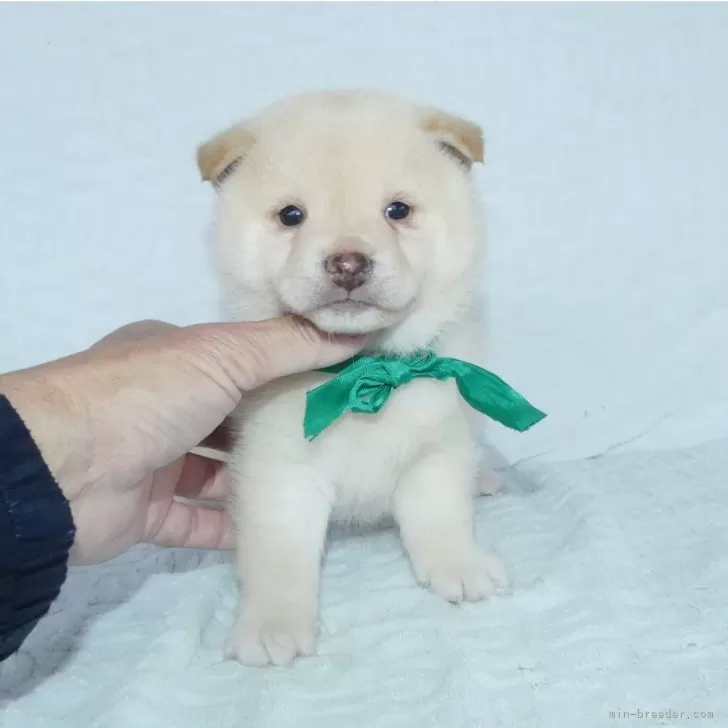 ID：2404-01109の子犬