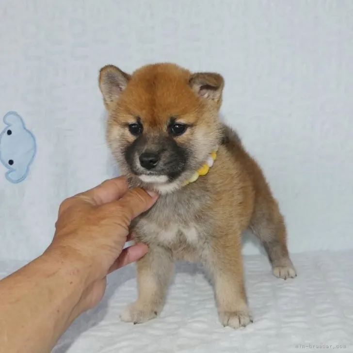 ID：2305-02962の子犬