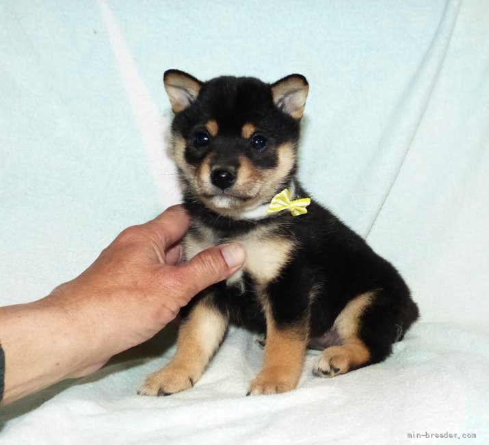 豆柴 静岡県 女の子 22年1月16日 黒 綺麗な顔立ちの黒メス子犬です みんなのブリーダー 子犬id 23 豆柴 静岡県 女の子 22年1月16日 黒 綺麗な顔立ちの黒メス子犬です みんなのブリーダー 子犬id 23