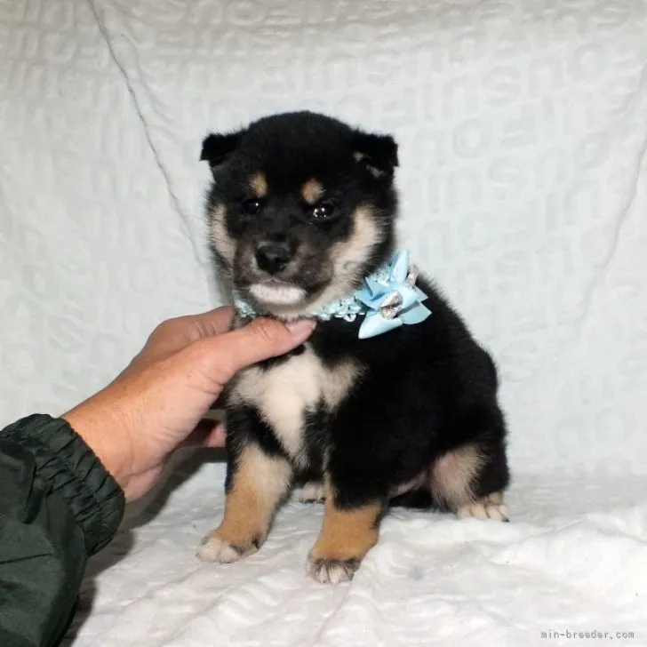 YN 様のお迎えした子犬