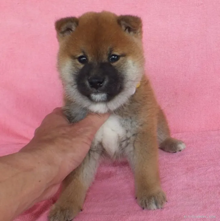 ID：2303-03001の子犬