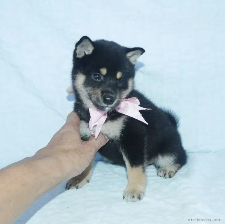 ID：2307-03442の子犬