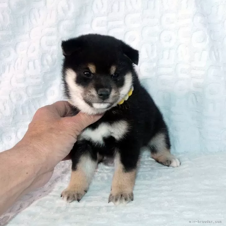 ID：2403-00706の子犬