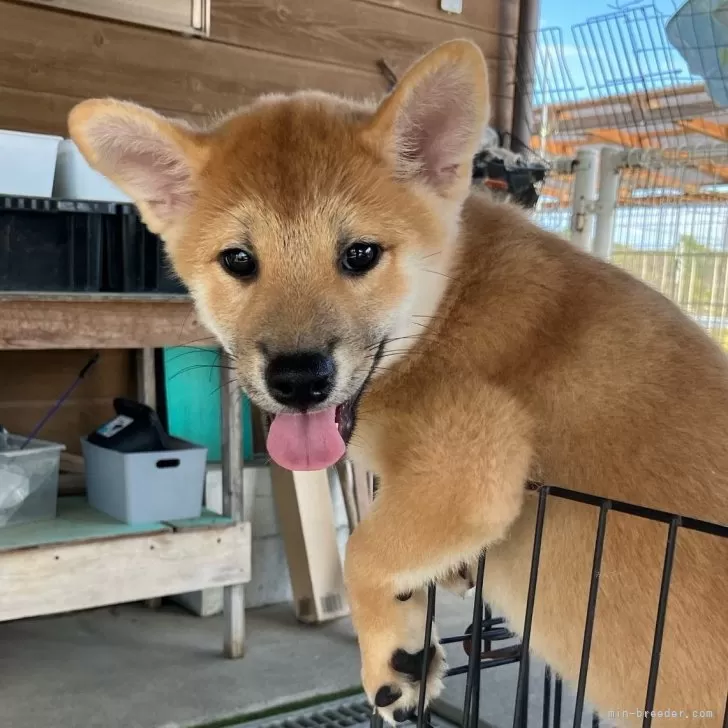 S.Ｉ 様のお迎えした子犬