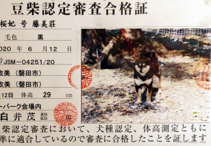 豆柴【・女の子・2020年6月12日・黒】