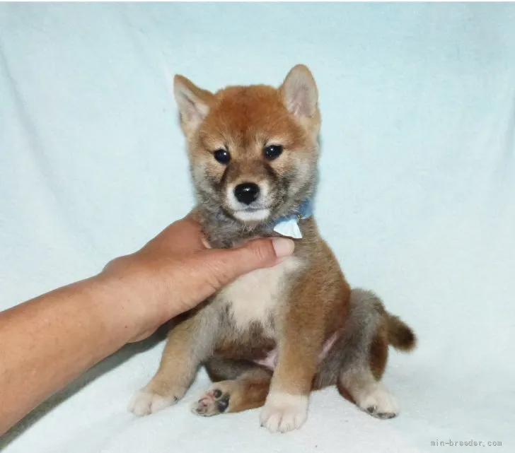ID:2205-01495の子犬