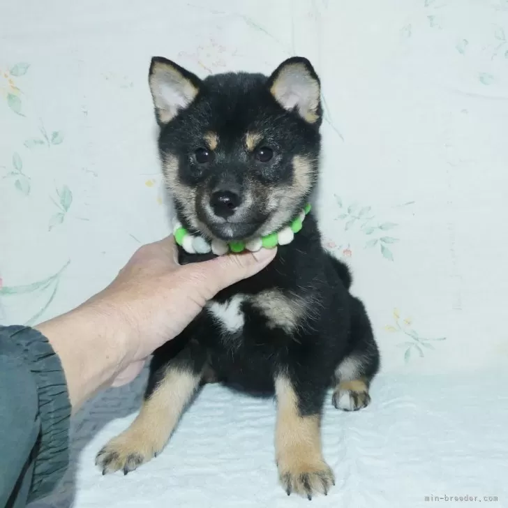 あお 様のお迎えした子犬