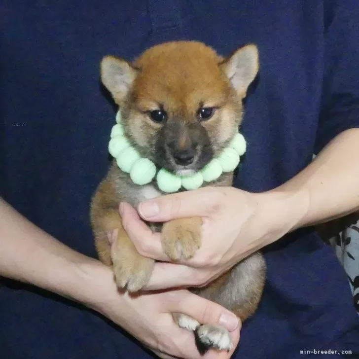 ID:2407-03041の子犬