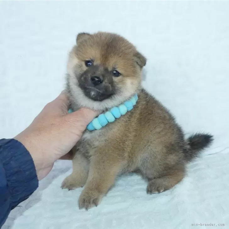 ID：2404-01020の子犬