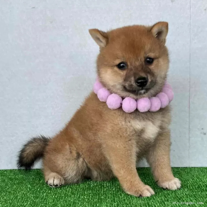 ID:2407-06332の子犬