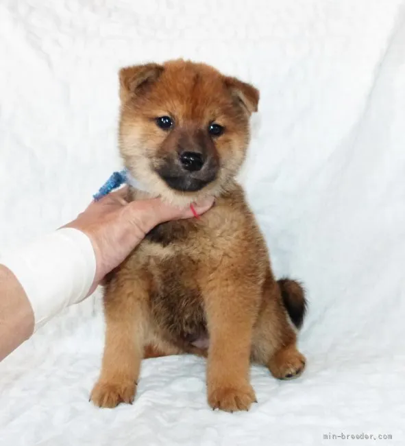 ID:2203-02216の子犬