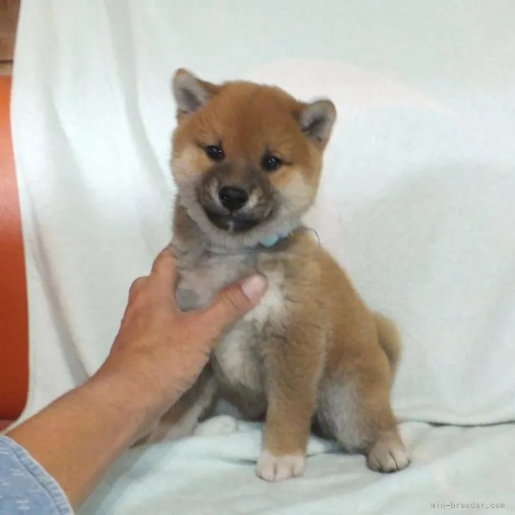 ID：2211-03460の子犬