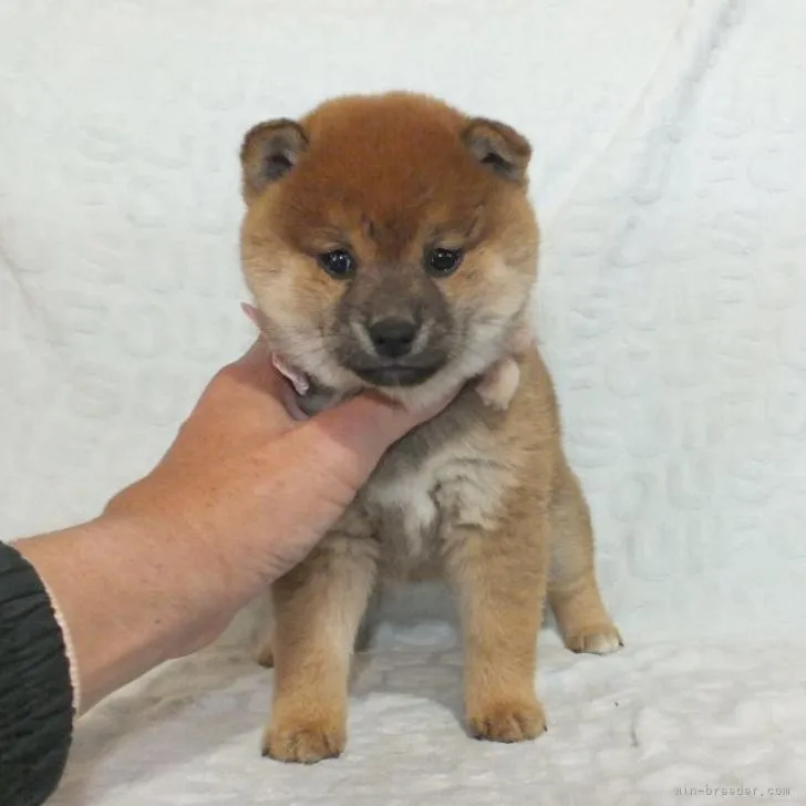 ID:2212-03266の子犬