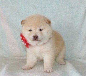 柴犬(豆柴)【静岡県・女の子・2022年1月16日・白】の写真「珍しい白豆柴メス子犬です。」