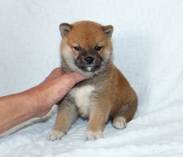 柴犬(豆柴)【静岡県・男の子・2022年3月4日・赤】の写真「大変綺麗な顔立ちの赤豆柴オス子犬です。」