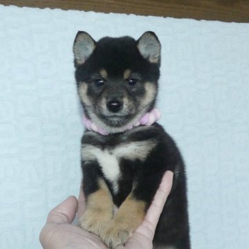 柴犬(豆柴)【静岡県・女の子・2024年1月5日・黒】の写真「綺麗な顔立ちの黒豆柴メス子犬です。」