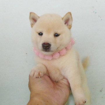 柴犬(豆柴)【静岡県・女の子・2024年8月11日・白】の写真「綺麗な顔立ちの白豆柴メスです。」