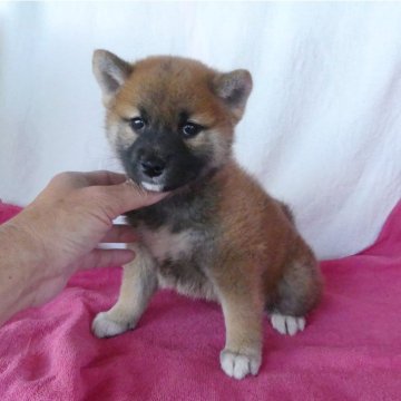 柴犬(標準サイズ)【静岡県・男の子・2024年3月31日・赤】の写真「綺麗な顔立ちの赤柴オス子犬です。」