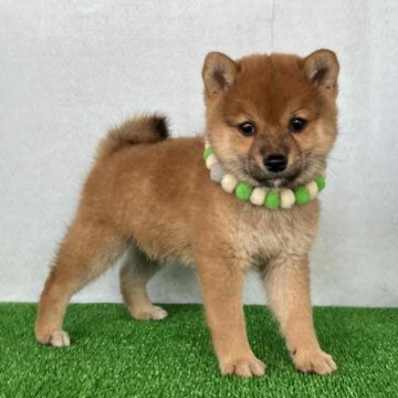 柴犬(豆柴)【静岡県・男の子・2024年5月15日・赤】の写真「綺麗な顔立ちの赤豆柴オスです。」