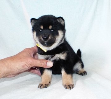 柴犬(豆柴)【静岡県・女の子・2022年1月16日・黒】の写真「綺麗な顔立ちの黒柴雌子犬です。」