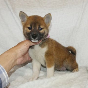 柴犬(標準サイズ)【静岡県・女の子・2023年2月15日・赤】の写真「綺麗な顔立ちの赤柴メス子犬です。」