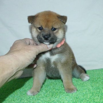 柴犬(標準サイズ)【静岡県・女の子・2024年8月24日・赤】の写真「綺麗な顔立ちの赤柴メス子犬です。」