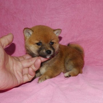 柴犬(豆柴)【静岡県・女の子・2023年2月26日・赤】の写真「綺麗な顔立ちの豆柴4代祖以上です。」