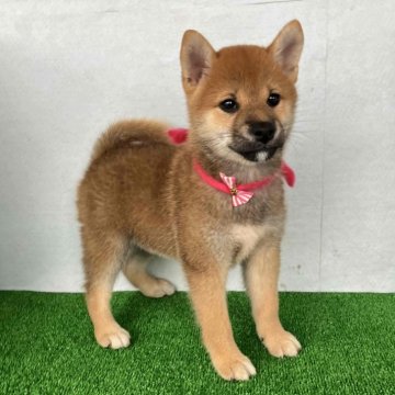 柴犬(標準サイズ)【静岡県・女の子・2024年4月27日・赤】の写真「小振りな赤柴メスをお探しの方に最適です。」