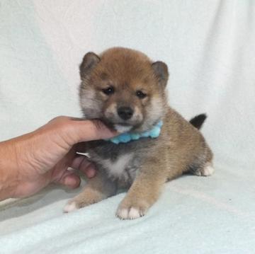 柴犬(豆柴)【静岡県・男の子・2022年10月19日・赤】の写真「綺麗な顔立ちの赤豆柴オス子犬です。」