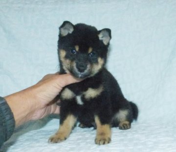 柴犬(豆柴)【静岡県・男の子・2021年9月26日・黒】の写真「綺麗な顔立ちの豆柴4代祖以上です。」