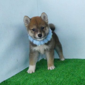 柴犬(標準サイズ)【静岡県・男の子・2024年5月21日・赤】の写真「小ぶりな柴犬をお探しの方に！」