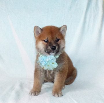 柴犬(標準サイズ)【静岡県・男の子・2022年3月15日・赤】の写真「綺麗な顔立ちの赤柴オス子犬です。」