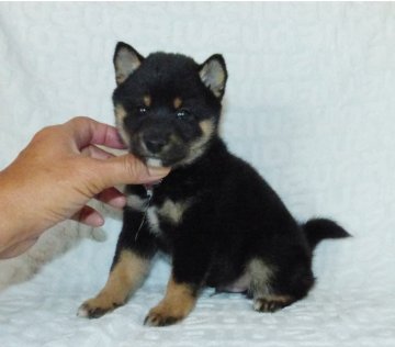 柴犬(豆柴)【静岡県・男の子・2021年9月26日・黒】の写真「綺麗な顔立ちの豆柴4代祖以上です。」