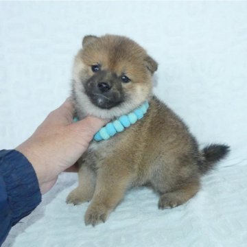 柴犬(豆柴)【静岡県・男の子・2024年2月27日・赤】の写真「綺麗な顔立ちの赤豆柴オス子犬です。」