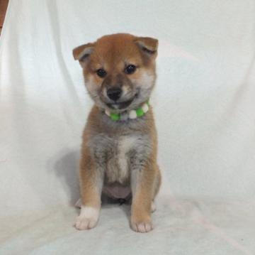 柴犬(標準サイズ)【静岡県・女の子・2022年10月2日・赤】の写真「綺麗な顔立ちの赤柴メスです。」