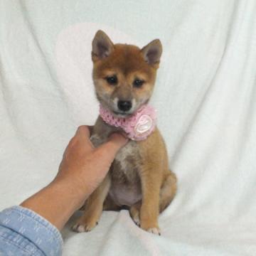 柴犬(標準サイズ)【静岡県・女の子・2022年8月17日・赤】の写真「綺麗な顔立ちの赤柴メスです。」