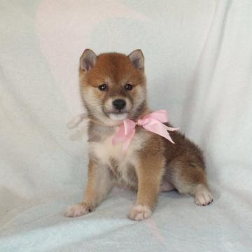 柴犬(豆柴)【静岡県・女の子・2022年9月12日・赤】の写真「綺麗な顔立ちの赤豆柴メスです。」