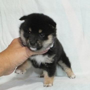 柴犬(豆柴)【静岡県・女の子・2022年10月20日・黒】の写真「綺麗な顔立ちの黒豆柴メス子犬です。」