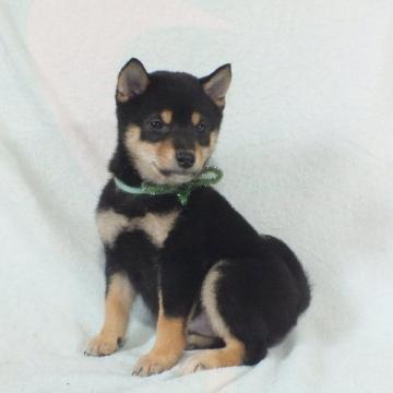 柴犬(豆柴)【静岡県・男の子・2022年9月4日・黒】の写真「綺麗な顔立ちの黒豆柴オス子犬です。」