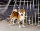 柴犬(標準サイズ)【・男の子・2019年7月31日・赤】