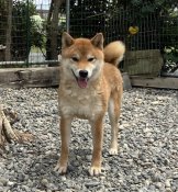 柴犬(標準サイズ)【・男の子・2023年3月19日・赤】