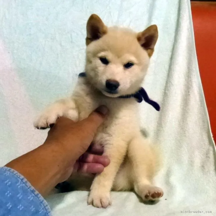 ID:2209-02228の子犬