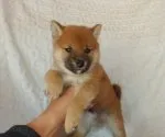 柴犬(標準サイズ)【静岡県・男の子・2021年11月18日・赤】の写真2