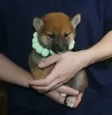 柴犬(標準サイズ)【静岡県・男の子・2024年5月21日・赤】の写真2