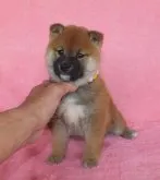 柴犬(標準サイズ)【静岡県・女の子・2023年2月6日・赤】の写真3