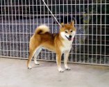 柴犬(標準サイズ)【・男の子・2019年7月31日・赤】