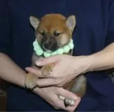 柴犬(標準サイズ)【静岡県・男の子・2024年5月21日・赤】の写真3